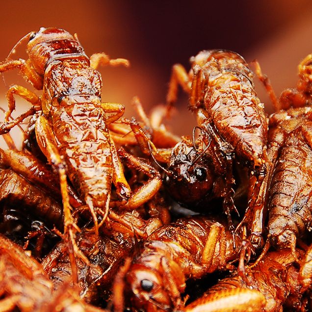 seattle mariners serving fried grasshoppers