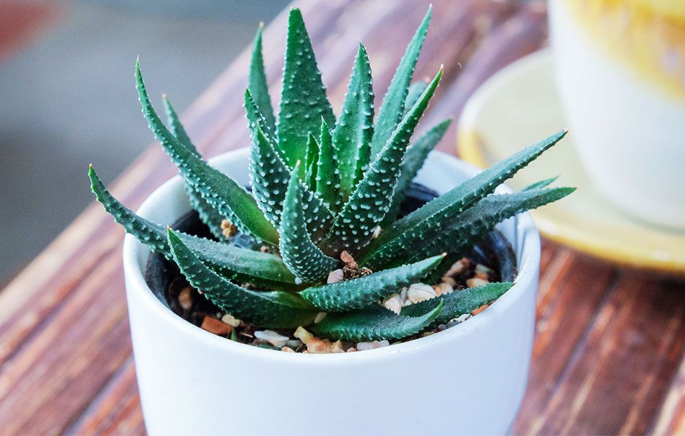 Bad News: Your Aloe Vera Might Not Actually Contain Any Aloe Vera | Women's  Health
