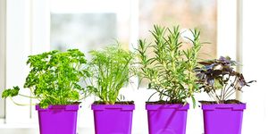 diy herb garden how to grow indoors