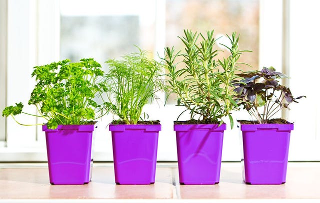 How To Grow Herbs Indoors | Women's Health