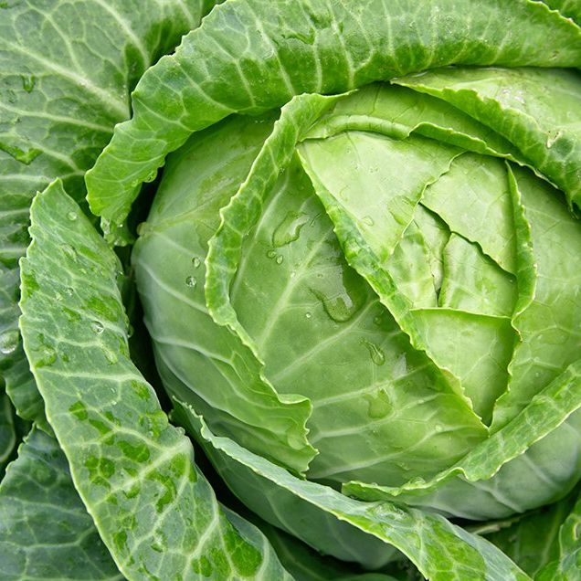 Cabbage nutrition