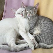 Cute animal pictures affect relationship satisfaction