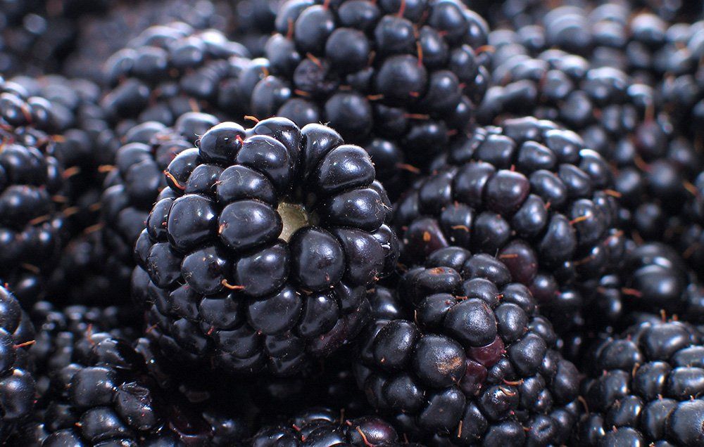 blackerry-nutrition
