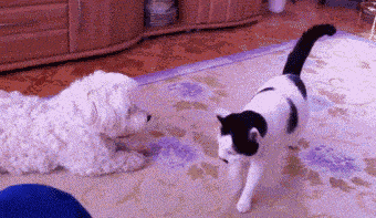 a cat farting on a dog