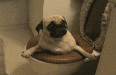 a pug stuck in a toilet