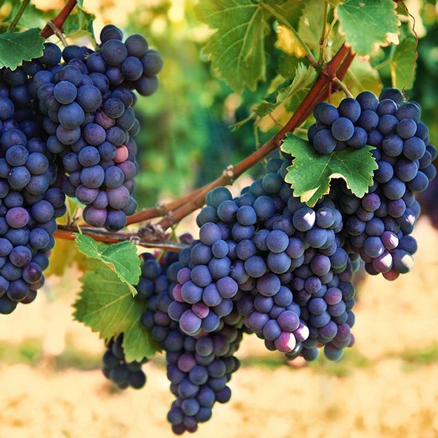 Calories in grapes and other grape facts