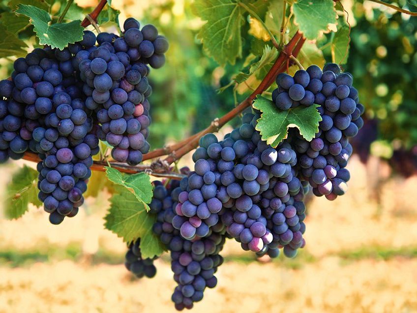 Calorie in Grapes: Grape Nutrition | Women's Health