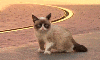 a grumpy cat