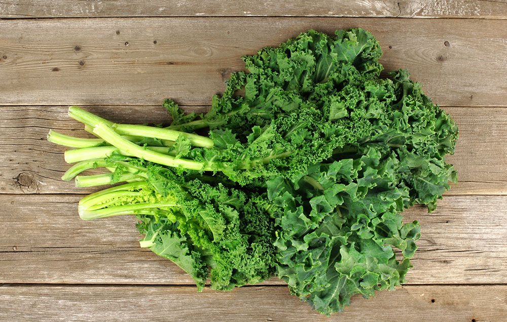 Should You Eat It? Here's How To Tell If Kale Is bad!