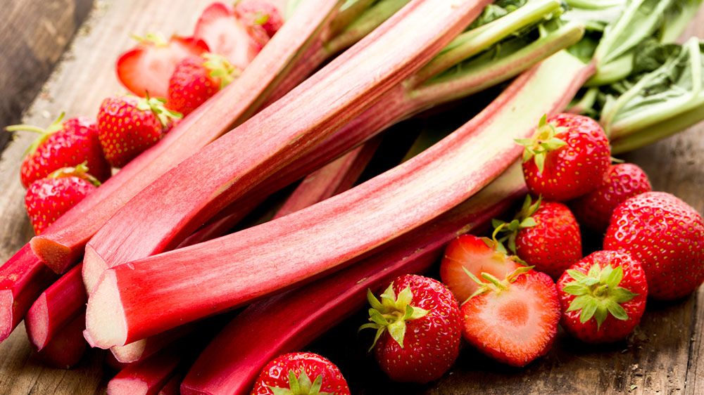 7 Rhubarb FAQs You Need to Know - Getty Stewart