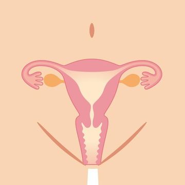 7 Things You Should Know About Twisted Ovaries