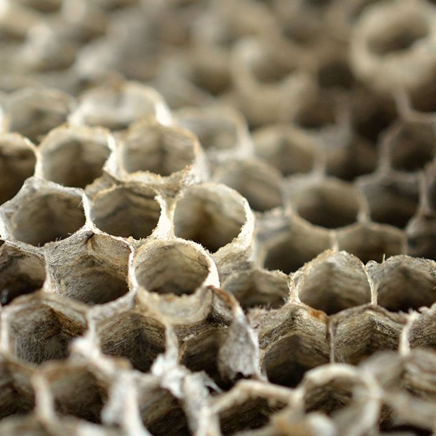 Pattern, Close-up, Design, Honeycomb, Organism, Pest, Bee, Membrane-winged insect, Insect, Photography, 