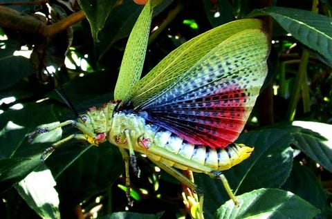 green мilkweed locust