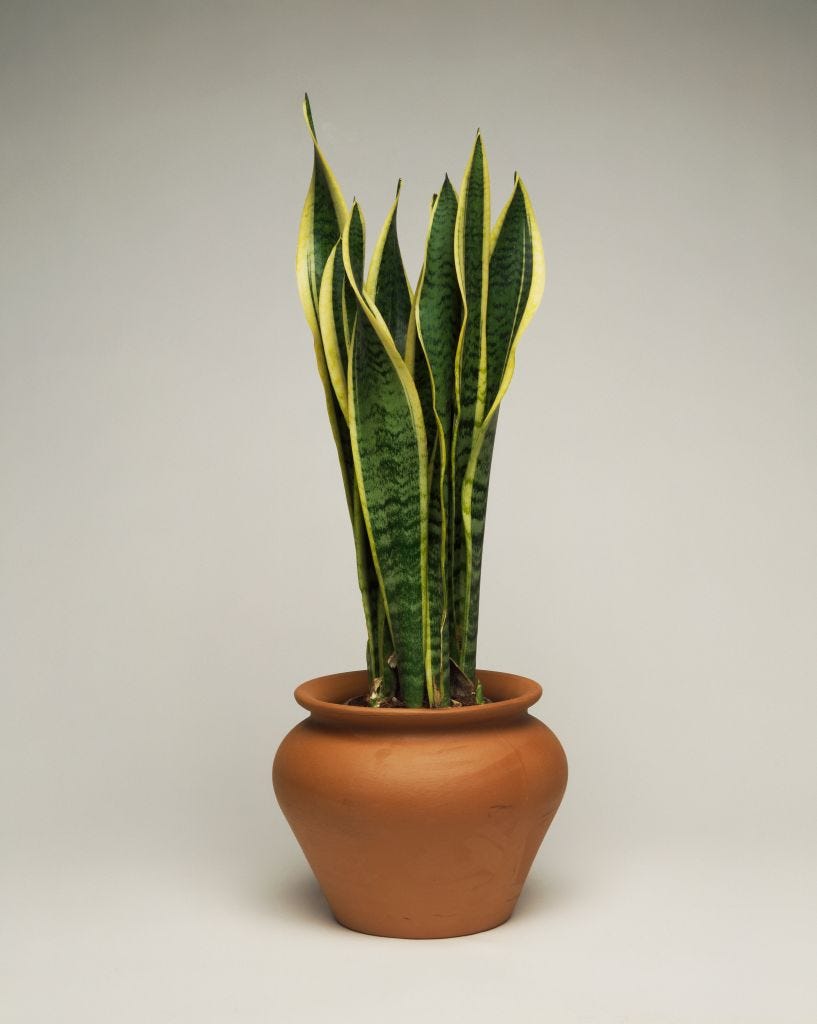 Snake sansevieria, Asparagaceae