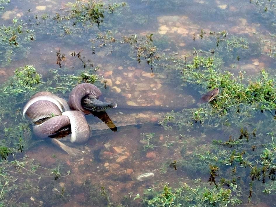 Een olijfpython houdt een Johnsonkrokodil in de wurggreep zoals te zien is op een foto van een mobiele telefoon genomen in Queensland Australi
