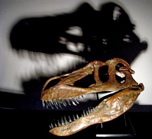De grote sterke schedel van Torvosaurus gurneyi zorgde dat hij prooien kon neerhalen