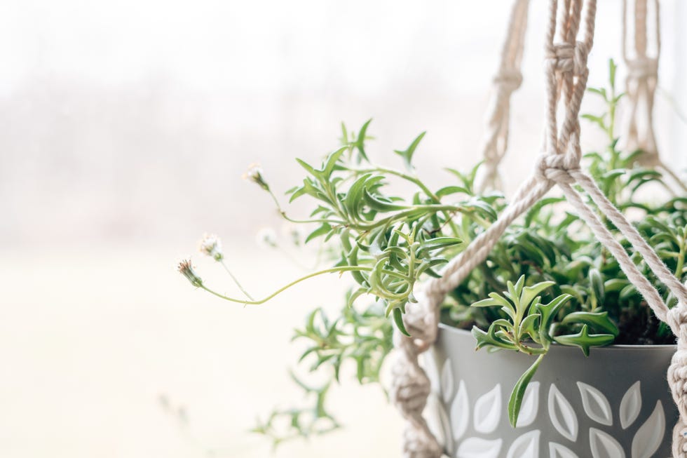 String of Dolphins Succulent Plant