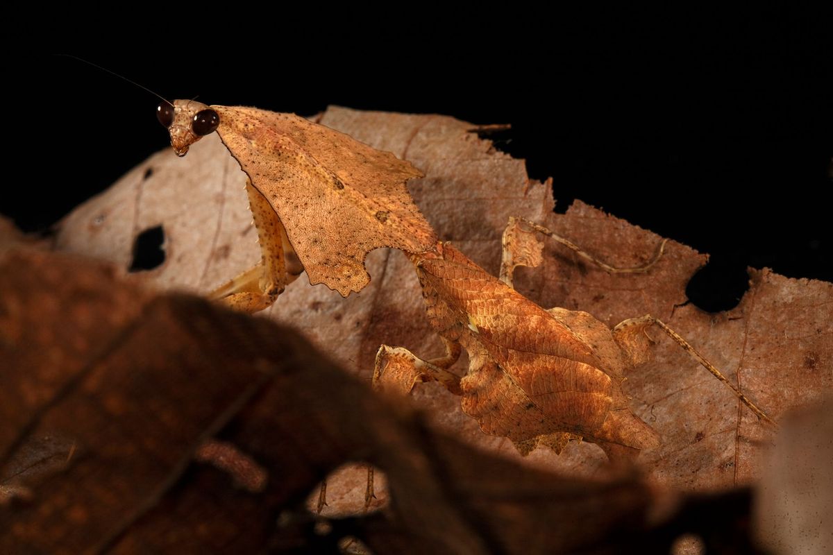Deroplatys trigonodera een blad bewonende bidsprinkhaan ziet eruit als een rottend blad op de bosgrond