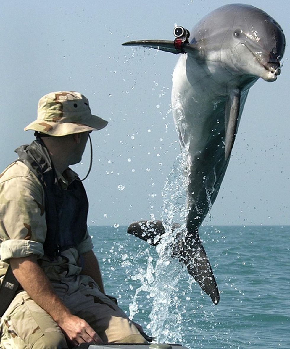 Een tuimelaar met de naam KDog springt op uit het water tijdens een trainingsoefening van de Amerikaanse marine in de Perzische Golf