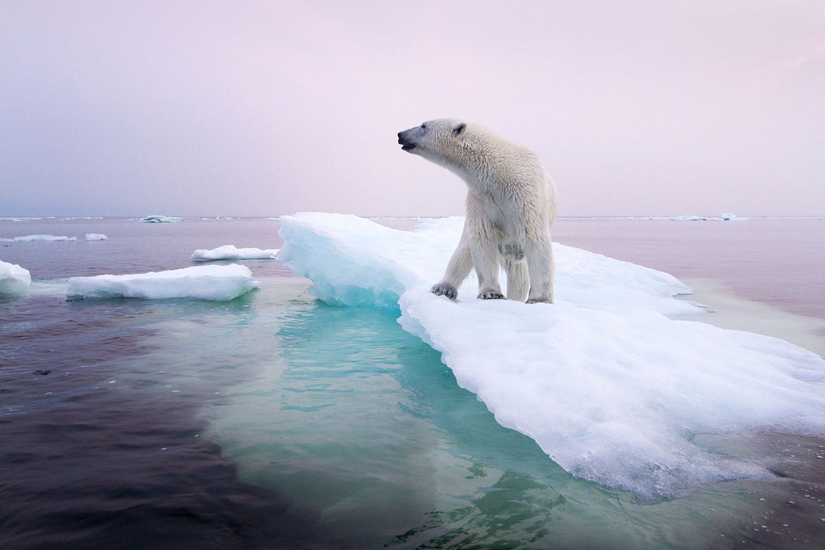 Een ijsbeer staat op een ijsschots voor de kust van Manitoba Canada in 2012 IJsberen zijn afhankelijk van pakijs dat zich steeds later in de herfst vormt en steeds vroeger in het voorjaar verdwijnt