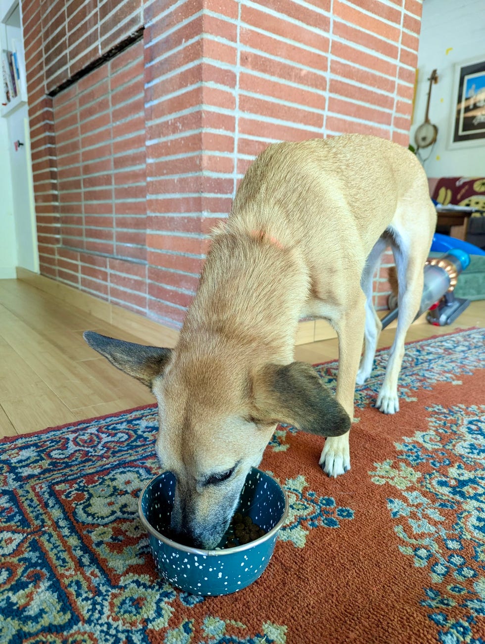 a brown dog eats dog food from a blue bowl