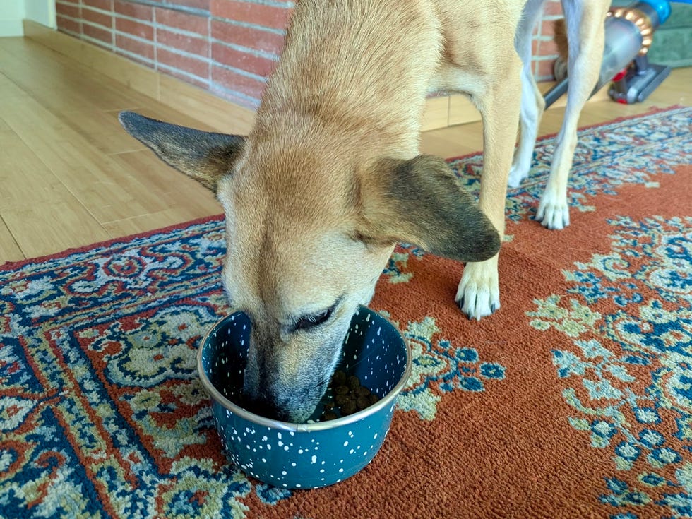 best dog food tester a brown dog eats dog food from a blue bowl