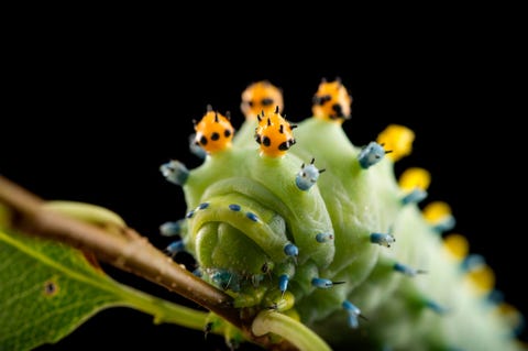 De kleurrijke puntige uitsteeksels op de rug van de rups van de Hyalophora cecropia zien er niet alleen mooi uit De knobbels zogeheten tuberkels dienen waarschijnlijk als verdediging tegen roofdieren