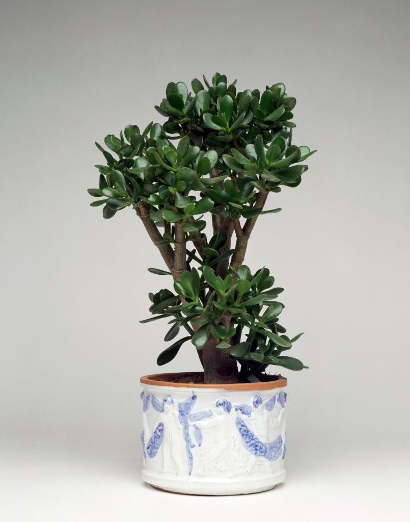 Jade plant, friendship tree, Crassulaceae
