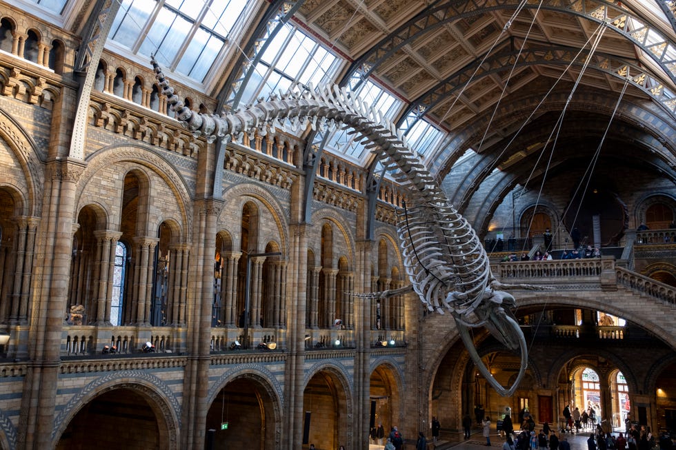 Natural History Museum In London