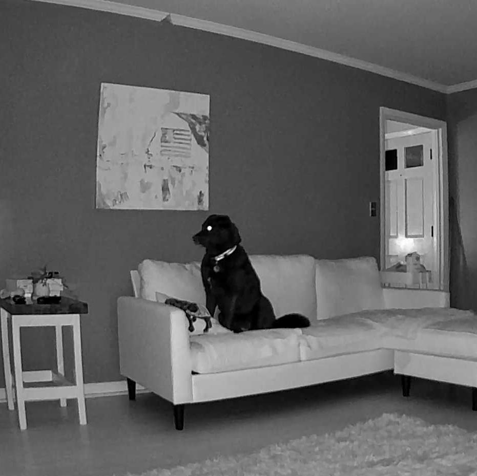 a dog sitting on a couch