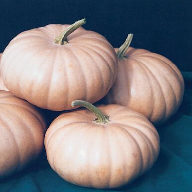 types of pumpkin like the musquee de provence variety