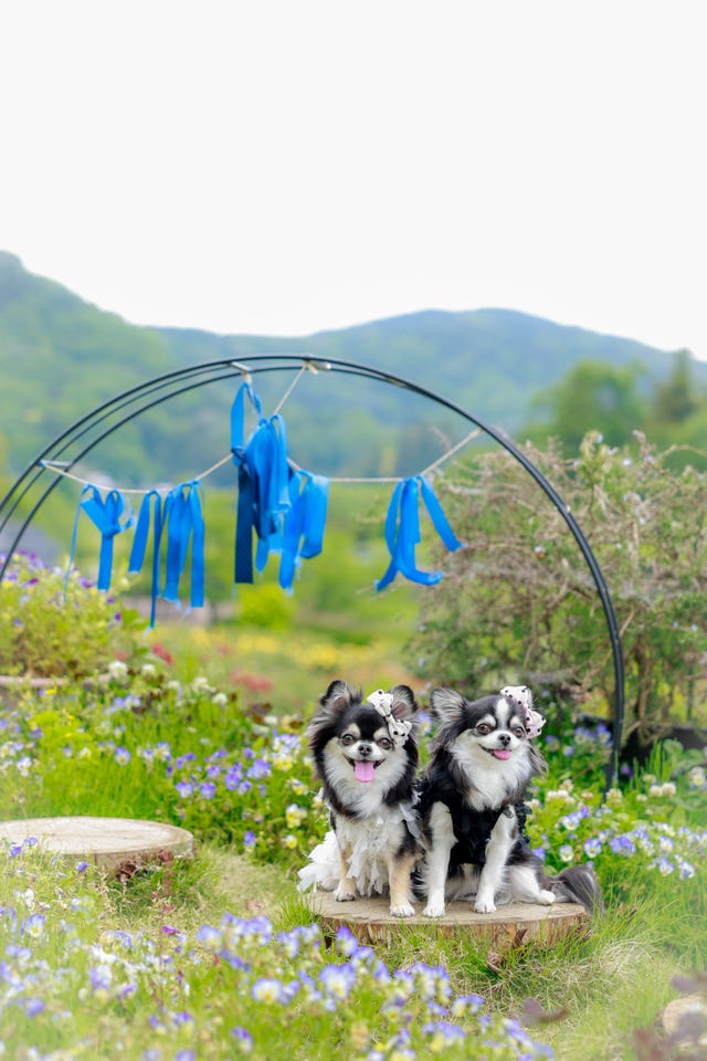 ♡断捨離チワワ♡ページ 拒否チワ . . . . . #拒否犬 #お散歩 #うちの子可愛く撮り隊