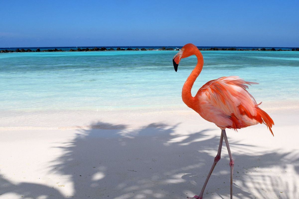 Een flamingo paradeert over het strand op Renaissance Island