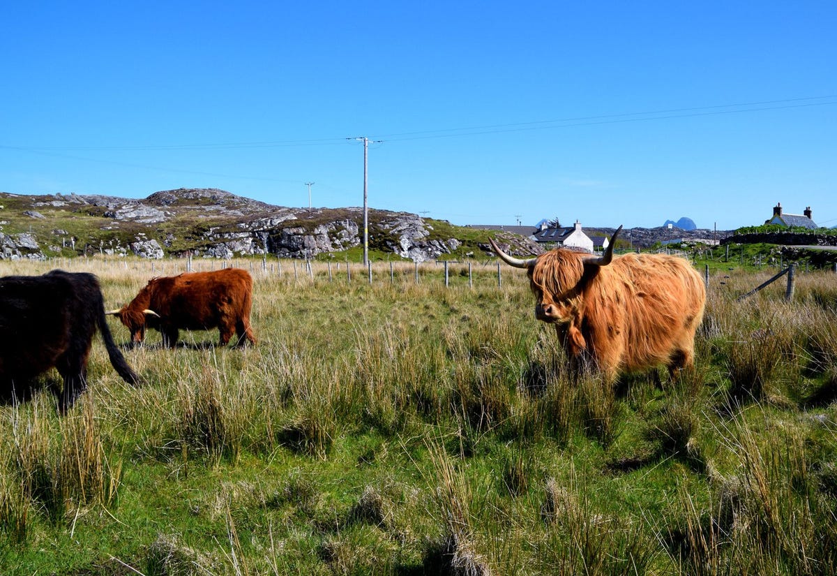 Schotse hooglanders langs de weg