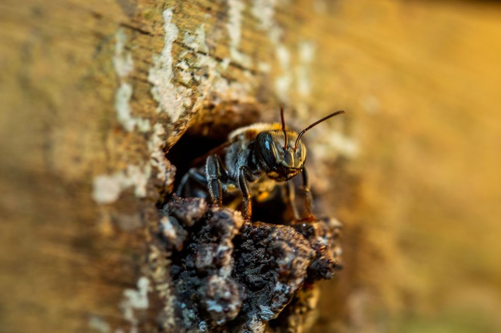 Deze vrouwelijke werkbij maakt zich op om het nest te verlaten en op zoek te gaan naar voedsel Nietstekende bijen worden vaak in het wild verzameld om in korven gehouden te worden maar onderzoekers proberen een duurzamere vorm van meliponicultuur te bevorderen waardoor de exploitatie van wilde bijen geheel of gedeeltelijk wordt voorkomen