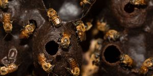Nietstekende of angelloze bijen die tot de geslachtengroep Meliponini behoren zweven rond een honingpot in hun korf Deze honing wordt gebruikt voor de behandeling van wonden en ontstekingen  en zorgt voor nieuwe inkomsten voor imkers in het Peruaanse gedeelte van het Amazongebied