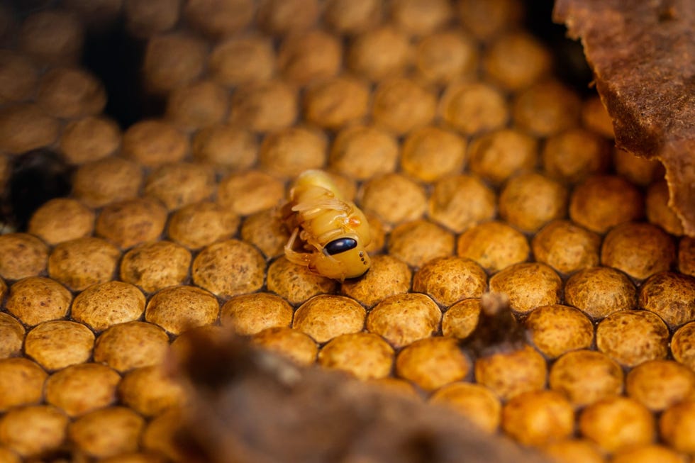 Larven van nietstekende bijen worden in een nest verzorgd Deze larven ontwikkelden zich niet goed en zouden al snel door onvermoeibare werkbijen uit het nest worden verwijderd
