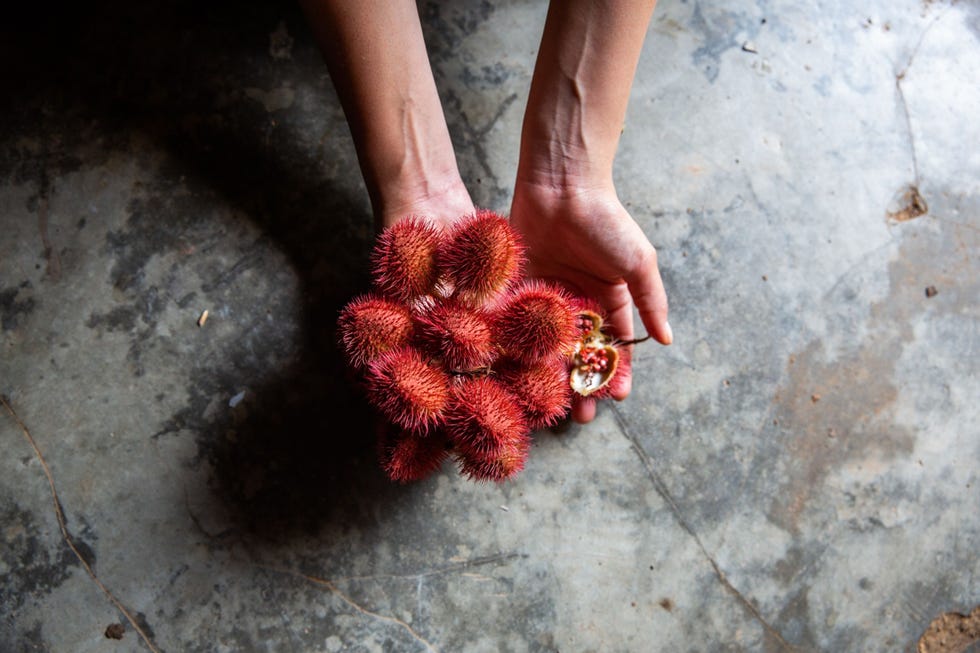 Biochemicus Rosa Vsquez Espinoza bekijkt een vrucht van de achiote die wordt gebruikt voor de winning van verfstof voor koken en voor de behandeling van constipatie Zoals veel andere inheemse planten die van commercieel belang zijn wordt ook de achiote door nietstekende bijen bestoven