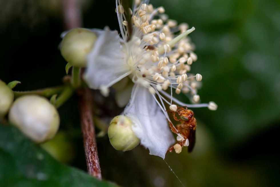 Een nietstekende bij voedt zich met de nectar van de arazaplant Eerste wetenschappelijke onderzoeken wijzen erop dat de vruchten van de araza en de honing die wordt geproduceerd door bijen die deze plant bestuiven gebruikt zouden kunnen worden voor de behandeling van kanker