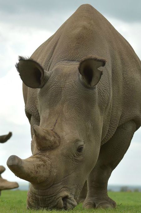 Rhinoceros, Black rhinoceros, White rhinoceros, Terrestrial animal, Snout, Wildlife, Mouth, Adaptation, Temple, Indian rhinoceros, 