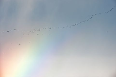 Trekvogels vliegen langs de kust van de Noordelijke IJszee in het Arctic National Wildlife Refuge van Alaska met op de achtergrond een regenboog