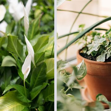 8 humidityabsorbing houseplants that reduce moisture naturally