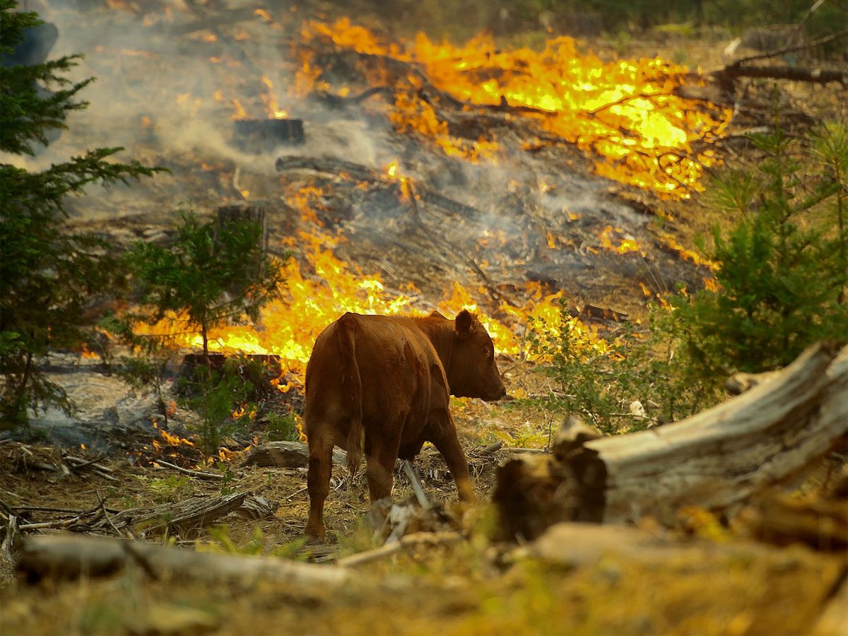 Op 24 augustus 2013 loopt een koe langs de vlammen van het Rim Fire op de grens van het Yosemite National Park bij Groveland Californi