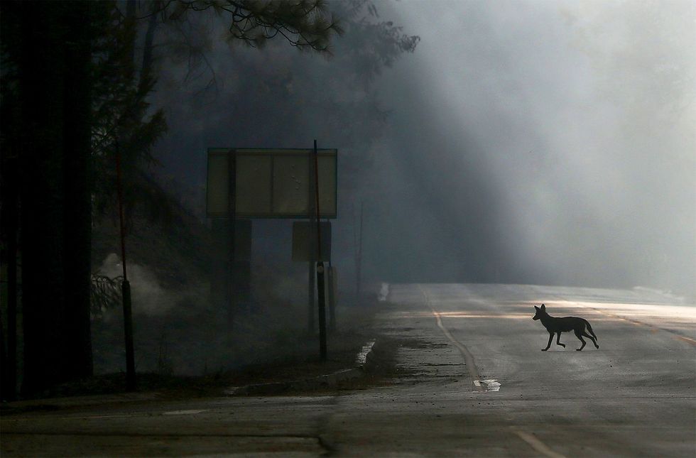 Een coyote loopt over Highway 120 in de VS die op 23 augustus 2013 gesloten werd vanwege het vuur bij Groveland Californi