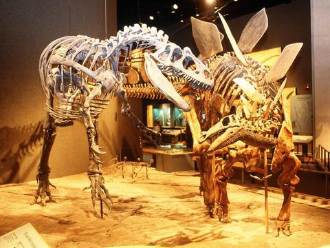 Als geesten uit een ver verleden maken eenAllosaurusen een Stegosauruszich op voor een confrontatie in het Denver Museum in Colorado De meeste dinosaurirs die in musea zijn te zien bestaan niet uit echte dinosaurirbotten maar zijn modellen of afgietsels Uit met glasvezel versterkte kunststof creren technici replicas van de botten die daarna in een levensechte positie aan een metalen frame worden opgehangen