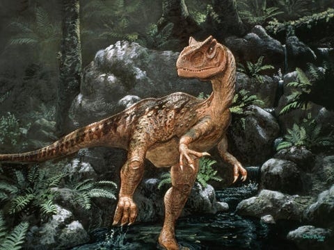 In deze illustratie dendert een Allosaurus door een woud in het MesozocumIn de late Jura stond de Allosaurusbovenaan de voedselketen in NoordAmerika Dit roofdier was geen snelle loper en moet zijn nietsvermoedende prooi hebben opgewacht en overvallen