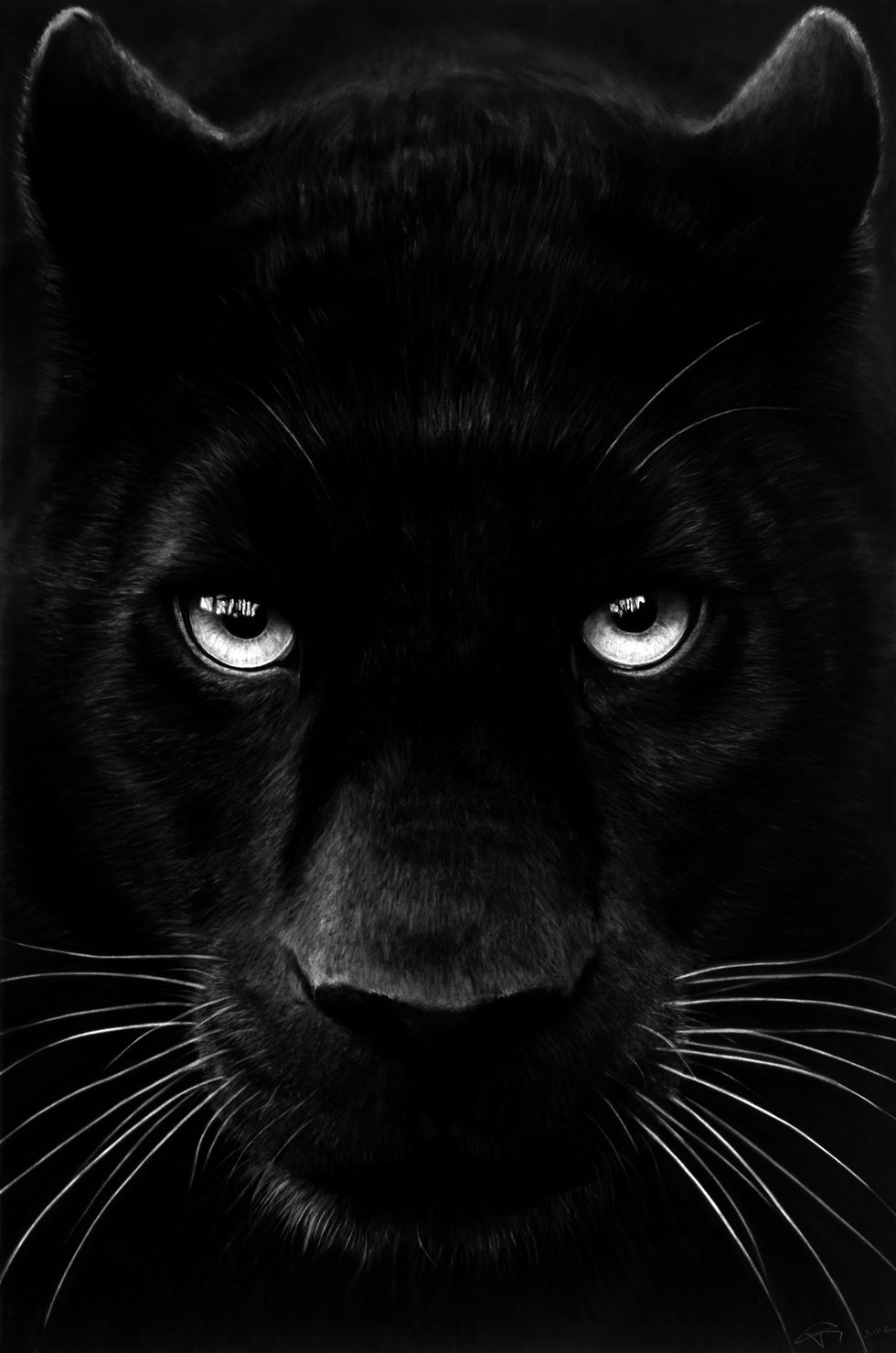 robert longo, untitled black panther working title, 2021, charcoal on mounted paper, 60" × 40" 1524 cm × 1016 cm image dimensions, framed, 65" × 45", 81226, alt rl5683, format of original photography high res tif, source