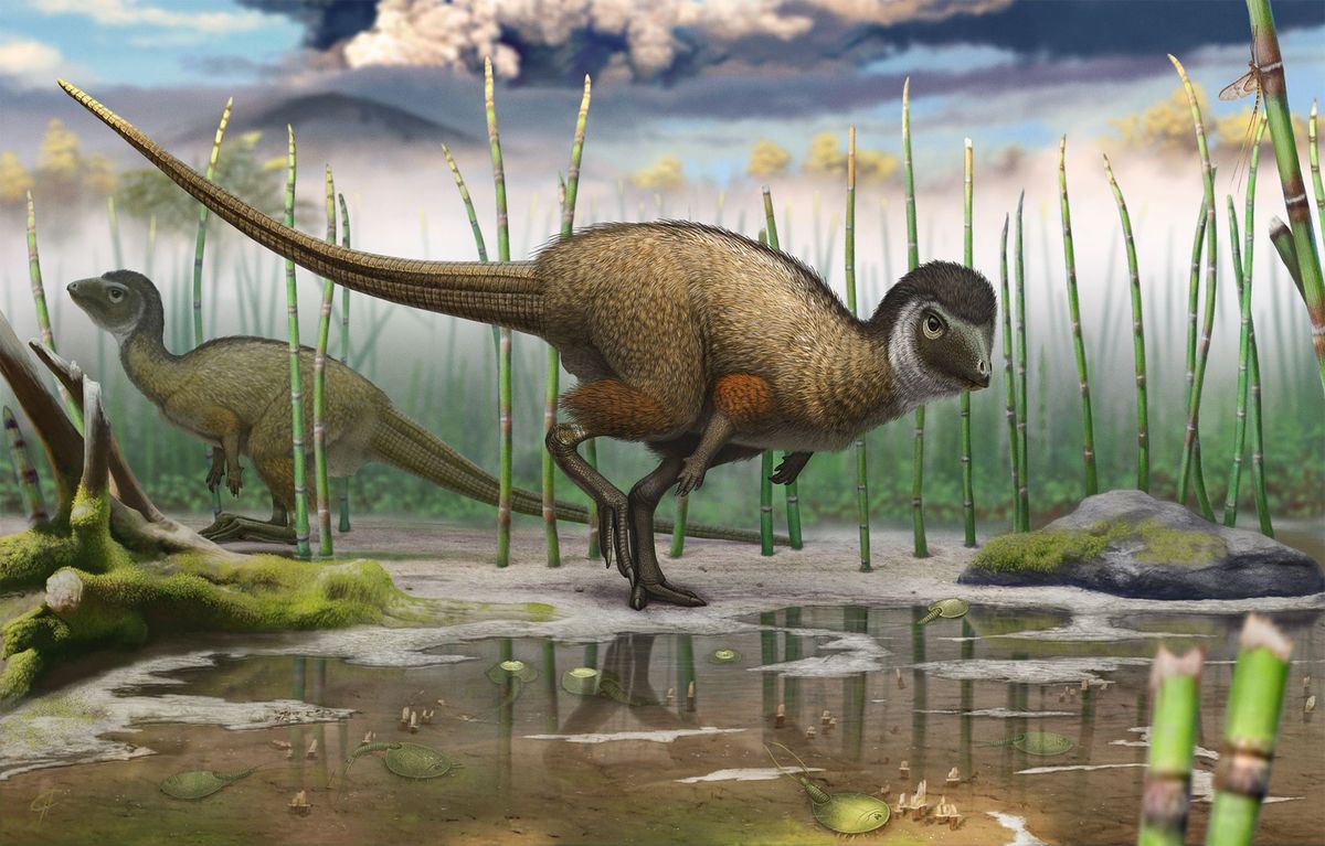 Deze tekening van Kulindadromeus zabaikalicus een pas ontdekte gevederde dinosaurus beeldt hem af in zijn natuurlijke omgeving