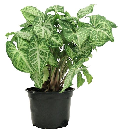 plants, amazon.com