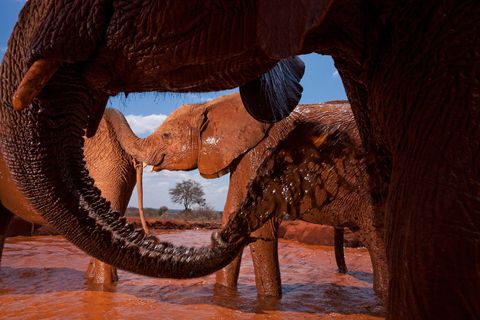 Bij de David Sheldrick Wildlife Trust in Kenia spuiten olifantenweesjes zichzelf onder met aardekleurige modder Door dit verfrissende ritueel hebben ze minder last van insecten en zijn ze beschermd tegen de brandende Afrikaanse zon